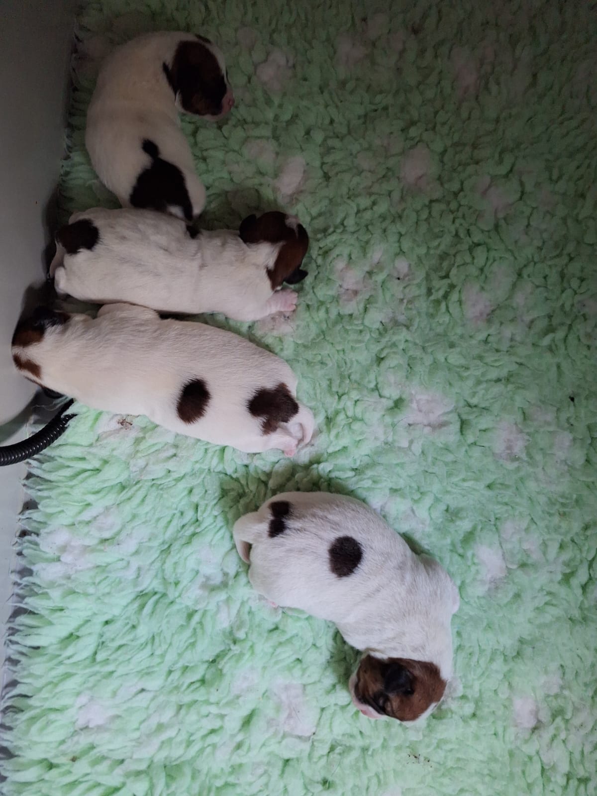 Puppy's van Rijan Rangers Vanilla And Caramel (kate) 4 dagen oud